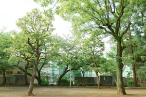 TOKYO INFRASTRUCTURE 025 Motomachi Park & Former Motomachi Elementary School